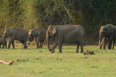 Kerala with Periyar Tiger Reserve Holiday Package from Delhi Pune Mumbai India