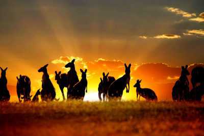 Australia Kangaroo Island Trip - Australia Tour Package from Delhi Pune Mumbai India