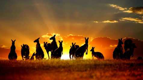 Australia Kangaroo Island Trip - Australia Tour Package from Delhi Pune Mumbai India