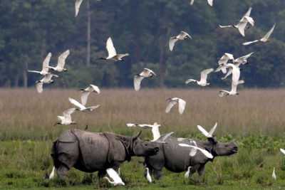 North East Triangle Tour Package - Assam Tour Package from Delhi Pune Mumbai India