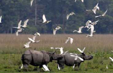 North East Triangle Tour Package - Assam Tour Package from Delhi Pune Mumbai India