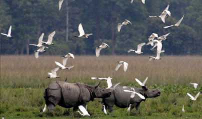 North East Triangle Tour Package - Assam Tour Package from Delhi Pune Mumbai India