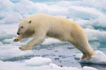 Polar Bear Tour Package from Delhi Pune Mumbai India