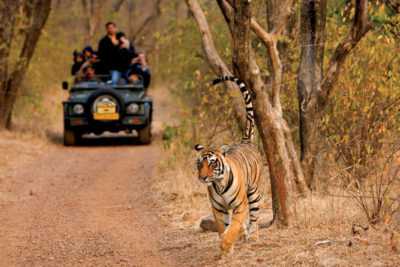 The Royal Safari Rajasthan Tour Package from Delhi Pune Mumbai India