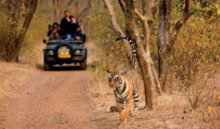 The Royal Safari Rajasthan Tour Package from Delhi Pune Mumbai India
