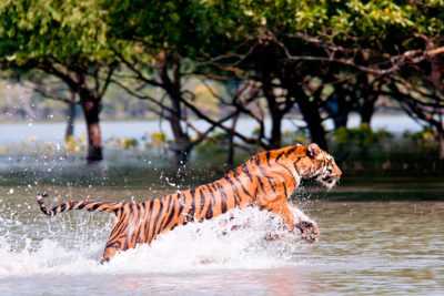 Royal Bengal Tiger Package - Wildlife Tour Package - Kolkata Tour Package from Delhi Pune Mumbai India