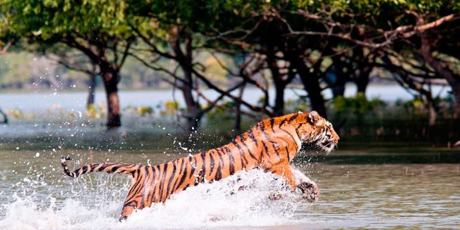 Royal Bengal Tiger Package - Wildlife Tour Package - Kolkata Tour Package from Delhi Pune Mumbai India