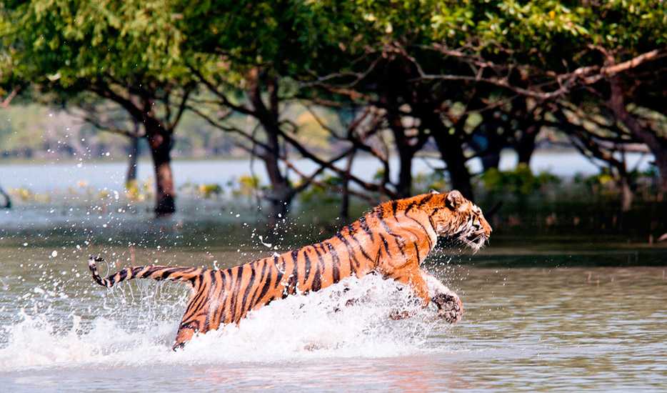 Royal Bengal Tiger Package - Wildlife Tour Package - Kolkata Tour Package from Delhi Pune Mumbai India