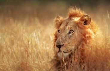 South Africa Wild Safari Tour Packages from Delhi Pune Mumbai India