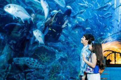 Dubai Underwater Zoo Tour Package from Delhi Pune Mumbai India