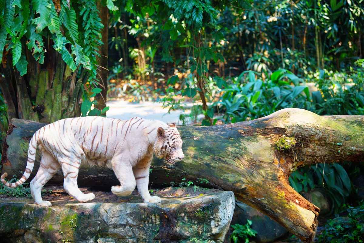 Zoo in Singapore Tour Package